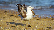 Yellow-Legged Gull Breeding Deploying Wings Photograph by Sapiens Verbum