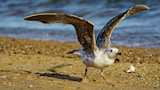 Yellow-Legged Gull Breeding taking Flight Photograph by Sapiens Verbum Yellow-Legged Gull Breeding taking Flight Photograph by Sapiens Verbum