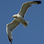 Yellow-legged Gull Flying Photograph by Sapiens Verbum Yellow-legged Gull Flying Photograph by Sapiens Verbum