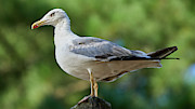 Yellow-Legged Gull Standing on a Pole Photograph by Sapiens Verbum Yellow-Legged Gull Standing on a Pole Photograph by Sapiens Verbum