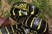 Yellow-ringed Cat Snake (boiga Photograph by Nick Garbutt