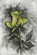 Yellow Rosebud Drawing by Terri Mills Yellow Rosebud Drawing by Terri Mills