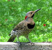 Yellow-shafted Northern Flicker Photograph by Linda Stern