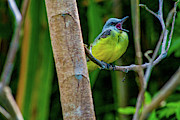 Yellow Throated Kingbird Photograph by Leslie Struxness Yellow Throated Kingbird Photograph by Leslie Struxness