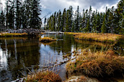 Yellowstone National Park Photograph by Scott Read