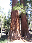 Yosemite National Park Mariposa Grove Twin Giant Ancient Trees Photograph by John Shiron