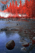 Yosemite River in Red Photograph by Jon Glaser