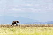 Young Elephant Walking Alone in Amboseli Kenya Photograph by Good Focused