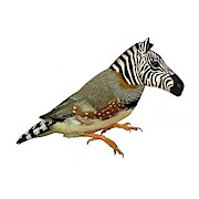 Z is for Zebra Finch thats not a zebra finch Drawing by Joan Stratton