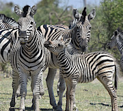 Zebra Family Photograph by Ben Foster