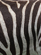 Zebra Photograph by Minnie Gallman