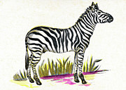 Zebra on White Background Drawing by CSA Images Zebra on White Background Drawing by CSA Images