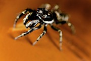 Zebra Spider Photograph by Science Photo Library