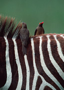 Zebra With Oxpeckers Photograph by Science Photo Library