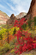 Zion National Park View Photograph by Justinreznick