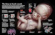 ? The fetus at fourth month Digital Art by Album