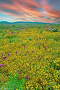 Wildflowers Galore Vertical Photograph by David Zanzinger