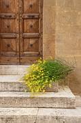 Spanish Broom Photograph by Kathleen Lattimer