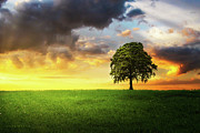 A lone tree under the cloudy sky in the field Photograph by Dejan Travica