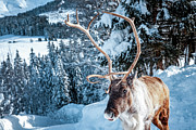 A reindeer walks on a snowy road #1 Photograph by Benoit Bruchez A reindeer walks on a snowy road #1 Photograph by Benoit Bruchez