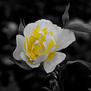 A Splash of Yellow #1 Photograph by Richard Cummings
