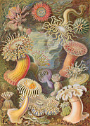 Actiniae #1 Drawing by Ernst Haeckel Actiniae #1 Drawing by Ernst Haeckel