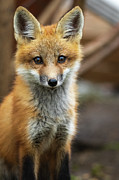 Adorable  #1 Photograph by Rudy Viereckl
