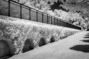 Airy Gardens II #1 Photograph by Susan Candelario Airy Gardens II #1 Photograph by Susan Candelario