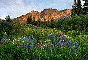 ALbion WIld #1 Photograph by Ryan Smith