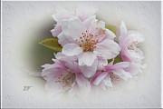 Apple Blossom #1 Photograph by Elaine Teague Apple Blossom #1 Photograph by Elaine Teague
