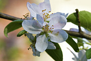 Apple Blossom #1 Photograph by Steven David Roberts
