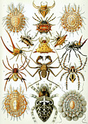 Arachnida #1 Drawing by Ernst Haeckel