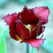 Art of Tulips #1 Photograph by Thomas Schroeder