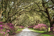 Arundel Plantation Avenue of Oaks and Slave Cabin, Plantersville #1 Photograph by Dawna Moore Photography