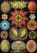 Ascidiae #1 Drawing by Ernst Haeckel Ascidiae #1 Drawing by Ernst Haeckel
