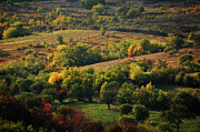 Autumn #1 Photograph by Adrian Limani