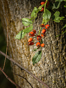 Autumn Berries #1 Photograph by Mark Mille Autumn Berries #1 Photograph by Mark Mille