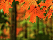 Autumn Forest I Photograph by Kathi Isserman