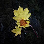 Autumn Leaves #1 Photograph by Janet Burdon