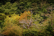 Autumn Surprise #1 Photograph by Bill Posner