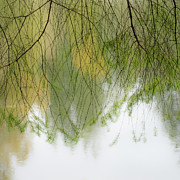 Autumn Veil #1 Photograph by Janet Burdon