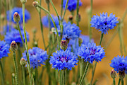 Bachelor Buttons in Blue #1 Photograph by E Faithe Lester