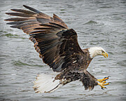 Bald Eagle fishing #1 Photograph by Alan Moore Bald Eagle fishing #1 Photograph by Alan Moore
