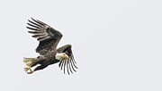 Bald Eagle in Flight #1 Photograph by Puttaswamy Ravishankar