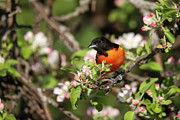 Baltimore Oriole #1 Photograph by Brook Burling