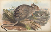 Banded Hare-Wallaby #1 Drawing by John Gould Banded Hare-Wallaby #1 Drawing by John Gould