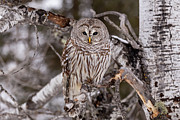 Barred Owl #1 Photograph by Paul Schultz Barred Owl #1 Photograph by Paul Schultz