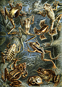 Batrachia by Ernst Haeckel Drawing by Mango Art