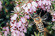 Bee on a Flower #1 Photograph by Benoit Bruchez
