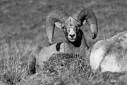 Bighorn Ram, Yellowstone National Park #1 Photograph by The Yellowstone Collection